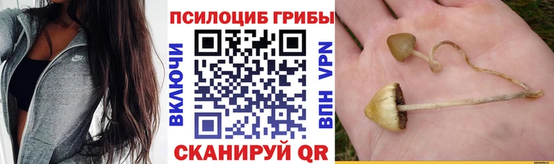 Галлюциногенные грибы Psilocybe  Юрьевец 